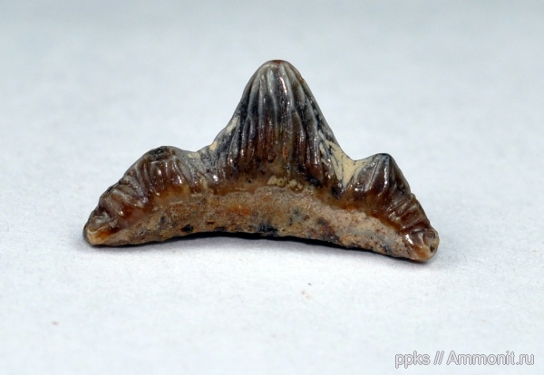 рыбы, зубы, сеноман, Polyacrodus, Варавино, Cenomanian, fish, teeth