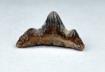 зуб Polyacrodus