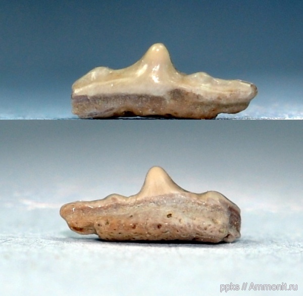 зубы, акулы, сеноман, Synechodus, Варавино, Cenomanian, teeth, sharks