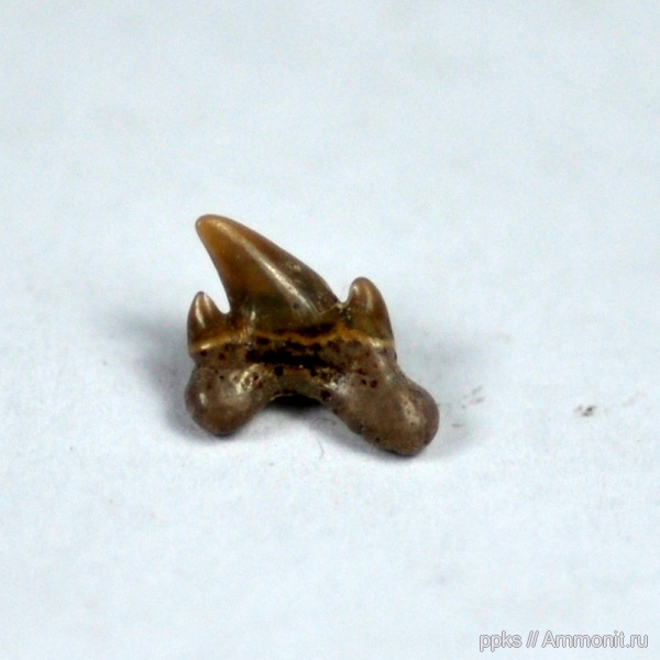 зубы, акулы, сеноман, Варавино, Cenomanian, teeth, sharks