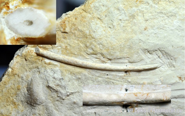 карбон, Цемгигант