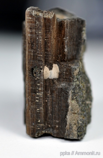 юра, насекомые, Еганово, Jurassic