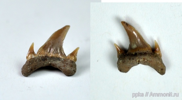 мел, зубы, акулы, сеноман, Варавино, Cenomanian, Cretaceous, teeth, sharks