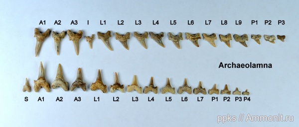 мел, зубы, акулы, сеноман, Archaeolamna, Варавино, зубной ряд, озубление, Cenomanian, Cretaceous, teeth, sharks