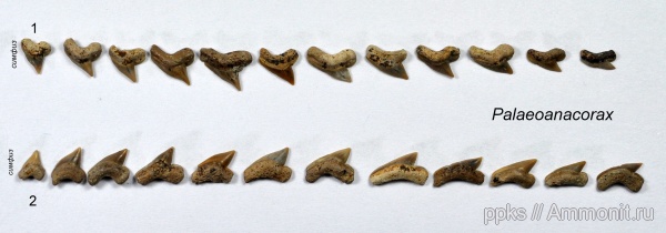 мел, акулы, Palaeoanacorax, сеноман, зубной ряд, озубление, Cenomanian, Cretaceous, sharks