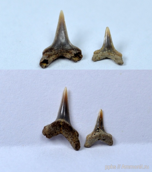 мел, зубы, акулы, сеноман, Paranomotodon, Cenomanian, Cretaceous, teeth, sharks