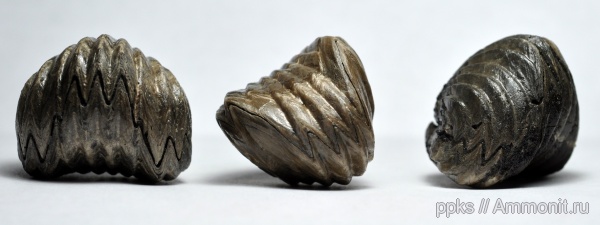 брахиоподы, юра, Фили, Mosquella oxyoptycha, Mosquella, Jurassic