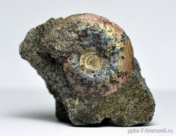 юра, Фили, волжский ярус, Garniericeras, Volgian, Jurassic