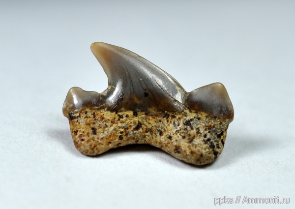 мел, акулы, сеноман, Cretoxyrhina denticulata, Варавино, Cenomanian, Cretaceous, sharks