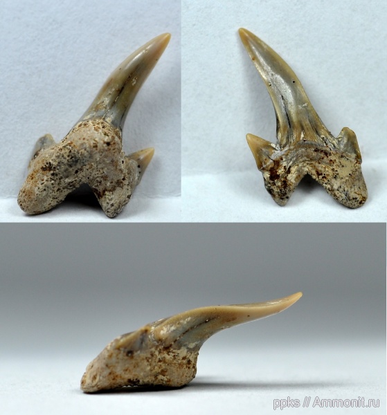 мел, зубы, акулы, сеноман, Варавино, Cenomanian, Cretaceous, teeth, sharks