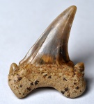 зуб Cardabiodon (?)