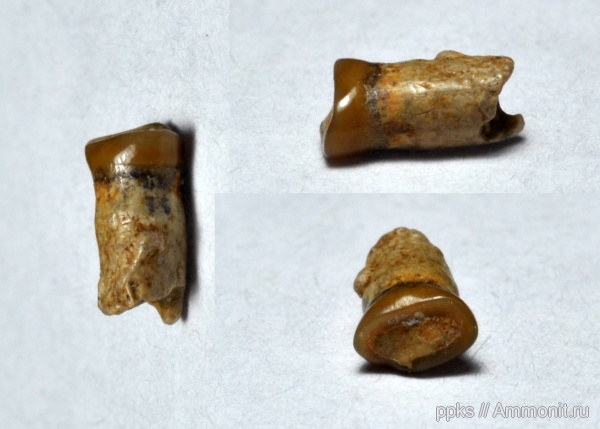 рыбы, зубы, сеноман, Pycnodontiformes, Cenomanian, fish, teeth