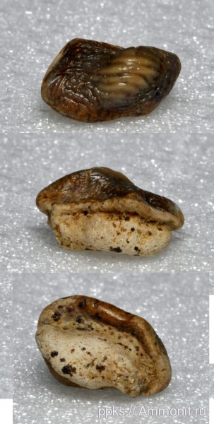 зубы, акулы, сеноман, Варавино, Ptyhodus, Cenomanian, teeth, sharks