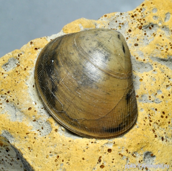 юра, Пески, двустворки, Jurassic