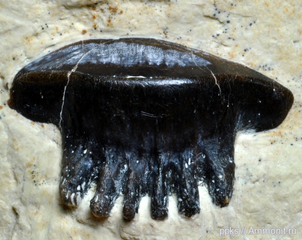 карбон, Цемгигант, зубы, Polyrhizodus, teeth
