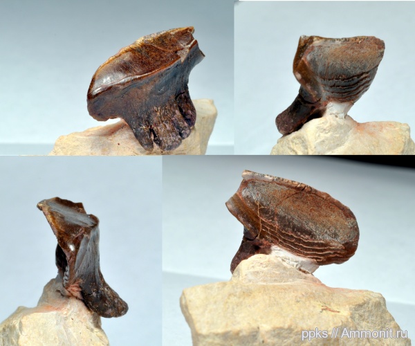 карбон, Цемгигант, рыбы, зубы, Polyrhizodus, fish, teeth