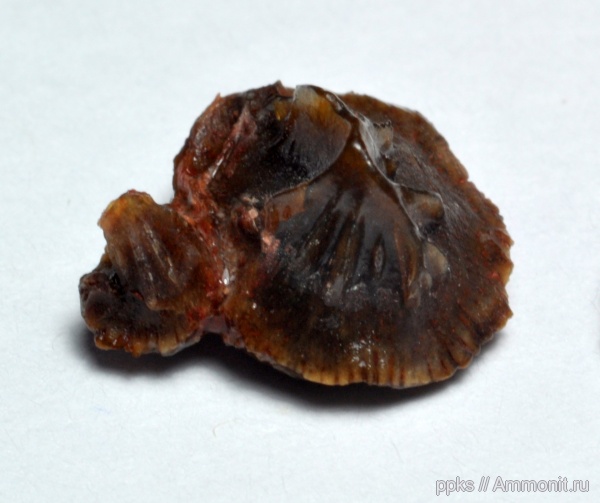 карбон, Цемгигант, рыбы, Petrodus, fish