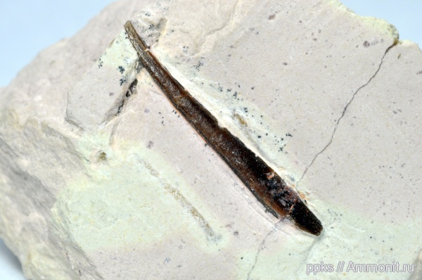 карбон, Цемгигант, рыбы, шипы, fish