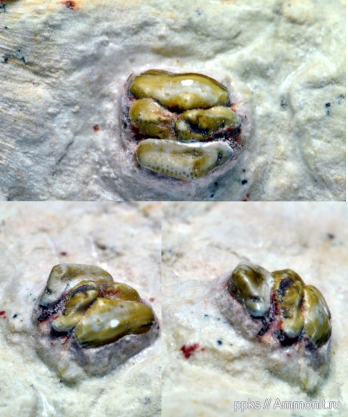 карбон, Цемгигант, рыбы, зубы, Fadenia, Eugeneodontiformes, fish, teeth