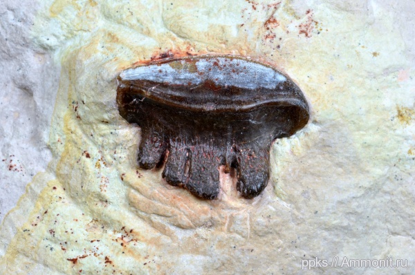 карбон, Цемгигант, рыбы, зубы, Polyrhizodus, fish, teeth