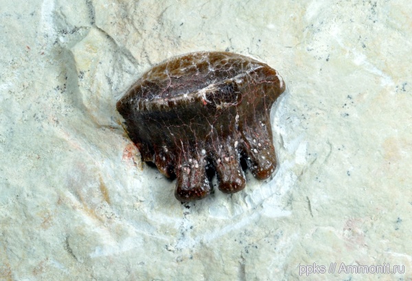 карбон, Цемгигант, рыбы, зубы, Polyrhizodus, fish, teeth