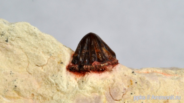 карбон, Цемгигант, рыбы, зубы, Petrodus, fish, teeth