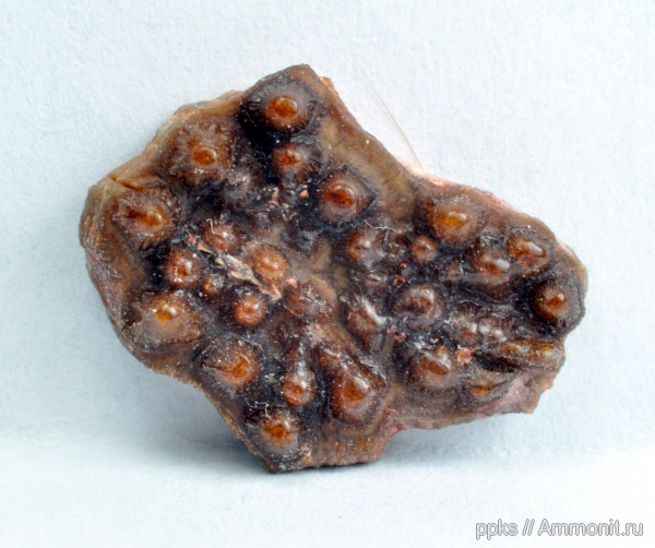 карбон, Цемгигант, рыбы, fish