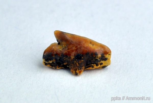 мел, зубы, акулы, сеноман, squalus, Шацк, Cenomanian, Cretaceous, teeth, sharks