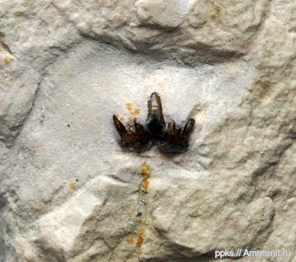 Цемгигант, рыбы, Ctenacanthiformes, Heslerodus, fish