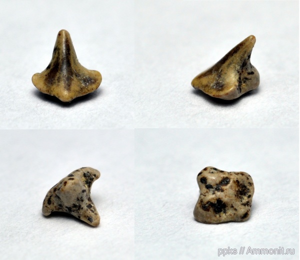 мел, зубы, акулы, сеноман, Варавино, Cenomanian, Cretaceous, teeth, sharks