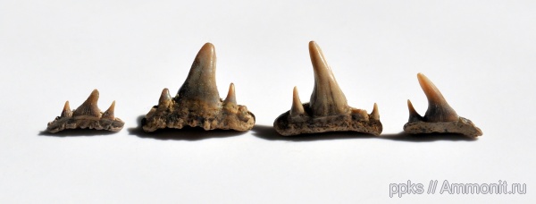 зубы, сеноман, Paraorthacodus, Варавино, teeth