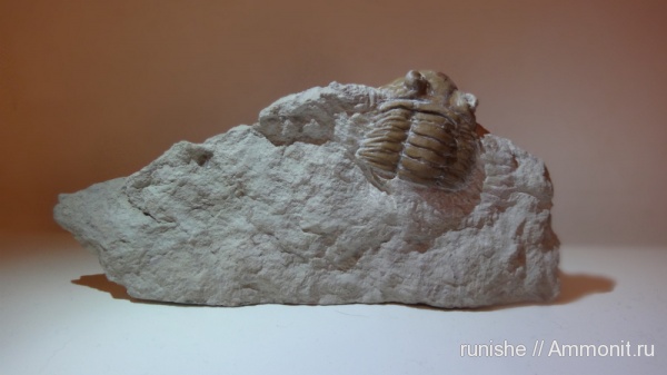 трилобиты, р. Волхов, Ленинградская область