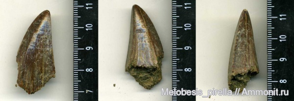 рептилии, мозазавры, маастрихт, Волгоград, Maastrichtian, Mosasaurus sp, Mosasaurus Hoffmanni