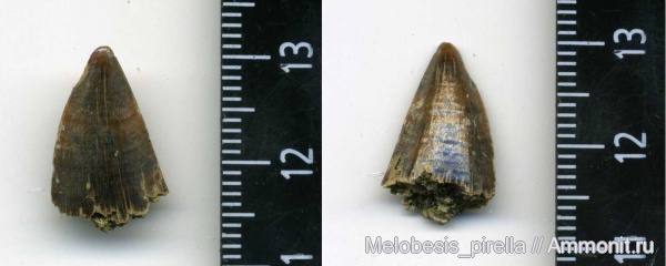 рептилии, мозазавры, маастрихт, Mosasaurus, Волгоград, Maastrichtian, Mosasaurus sp, Mosasaurus Hoffmanni