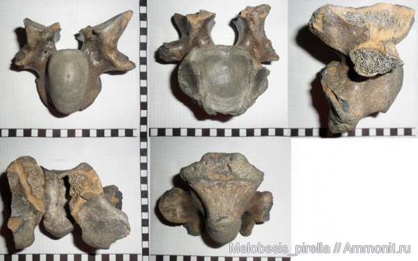 Млекопитающие