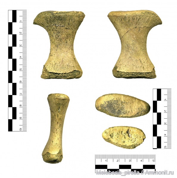 рептилии, позвоночные, мозазавры, маастрихт, Волгоградская область, Mosasaurus, Волгоград, фаланги, Maastrichtian, Mosasaurus sp, элемент ласта морской рептилии