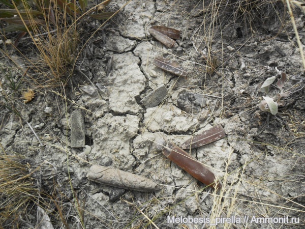 Полевые фотографии