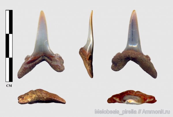 палеоцен, Волгоградская область, Striatolamia, shark teeth, Paleocene