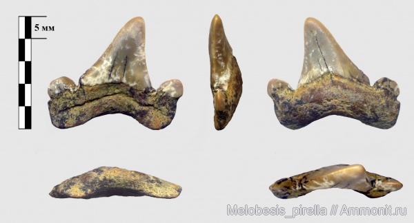 палеоцен, Otodus, Волгоградская область, Paleocene