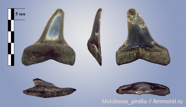 эоцен, зубы акул, верхний эоцен, Macrorhizodus, Волгоград, Upper Eocene, shark teeth