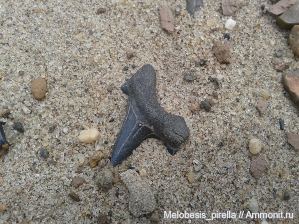 Otodus, Волгоградская область, shark teeth