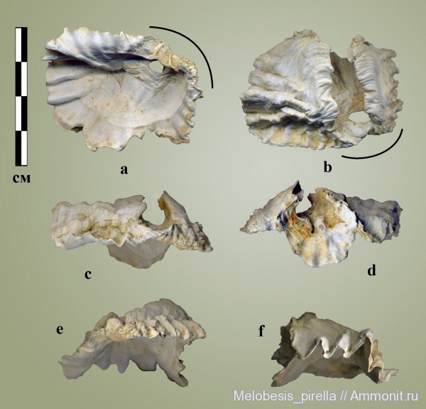 Lopha, устрицы, кампан, Волгоградская область, Hyotissa semiplana, Campanian