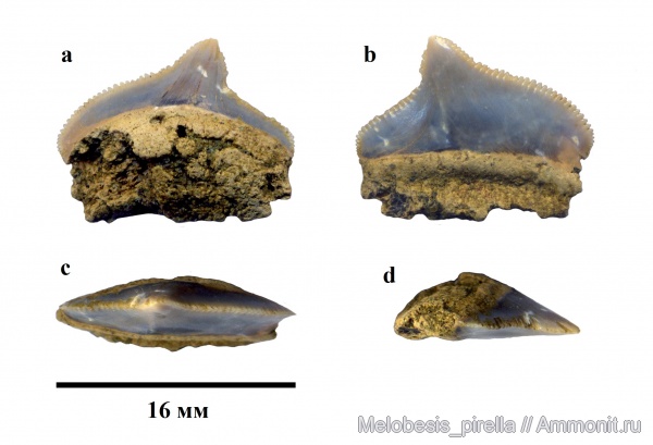 мел, зубы, акулы, Squalicorax, зубы акул, Squalicorax pristodontus, Волгоград, Maastrichtian, Cretaceous, teeth, shark teeth, sharks