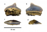 Squalicorax pristodontus (Agassiz, 1843) ?