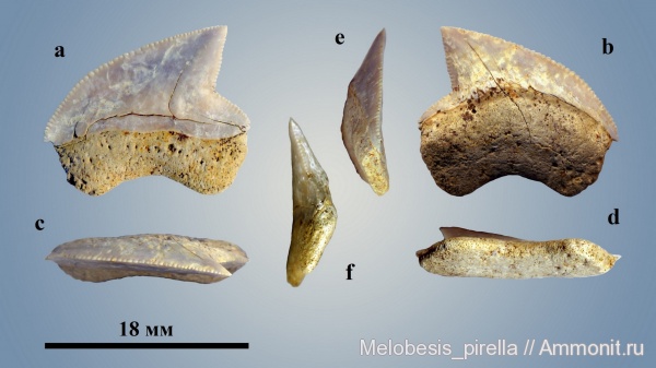 мел, рыбы, зубы, зубы акул, кампан, Волгоградская область, Волгоград, Squalicorax kaupi, Campanian, Cretaceous, fish, teeth, shark teeth