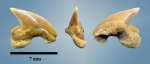 Palaeoanacorax cf. obliquus боковой.