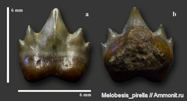 мел, акулы, маастрихт, зубы акул, Elasmobranchii, Волгоградская область, Orectolobiformes, Ginglymostomatidae, Волгоград, Plicatoscyllium, Maastrichtian, Cretaceous, teeth, shark teeth, sharks