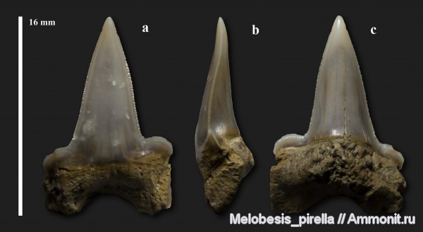 рыбы, зубы, маастрихт, зубы акул, Pseudocorax, Волгоградская область, Lamniformes, Anacoracidae, Волгоград, Maastrichtian, Upper Cretaceous, shark teeth, Pseudocoracidae, Pseudocorax affinis