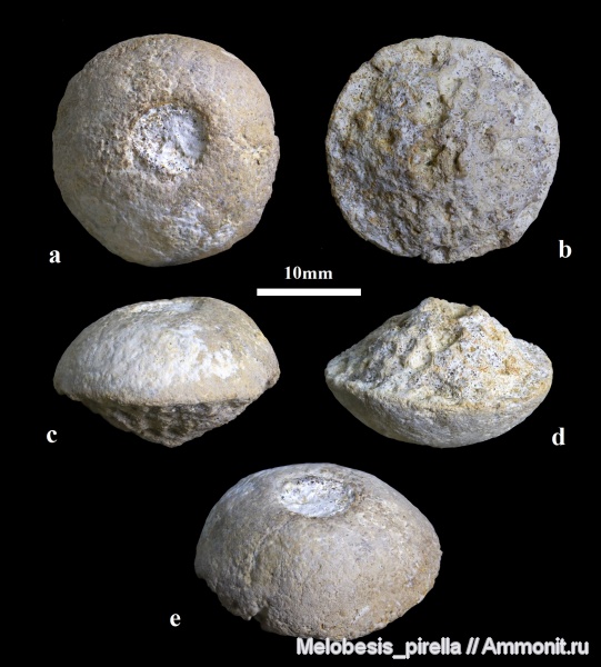 мел, губки, сеноман, Волгоградская область, Волгоград, Camerospongia, Cretaceous, чухонастовка