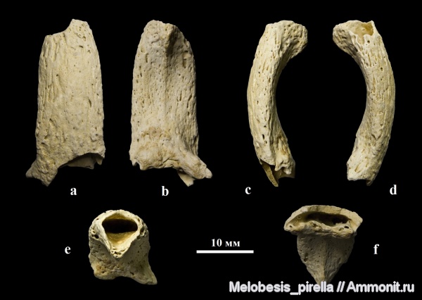 мел, химеры, альб, головной шип, Волгоградская область, шипы, альбский ярус, Волгоград, Chimaeroidei, Albian, Cretaceous, класпер химеры, clasper spine, frontal clasper